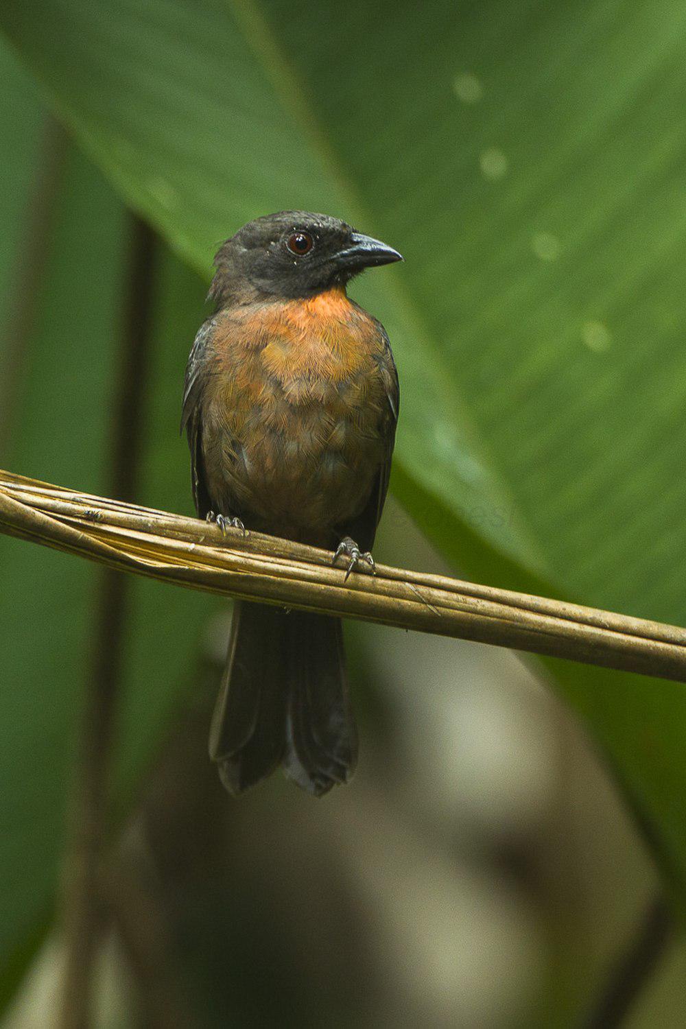 黑颊蚁唐纳雀 / Black-cheeked Ant Tanager / Habia atrimaxillaris