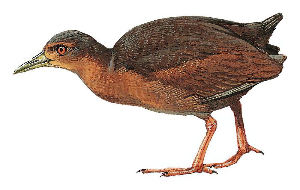 纯色秧鸡 / Uniform Crake / Amaurolimnas concolor