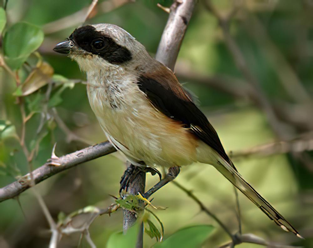 褐背伯劳 / Bay-backed Shrike / Lanius vittatus