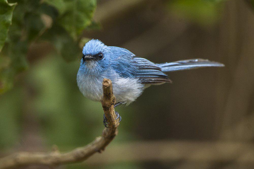 蓝凤头鹟 / African Blue Flycatcher / Elminia longicauda