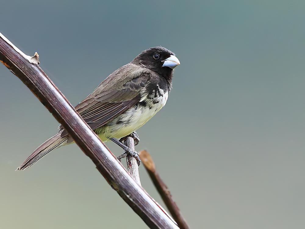 黄腹食籽雀 / Yellow-bellied Seedeater / Sporophila nigricollis