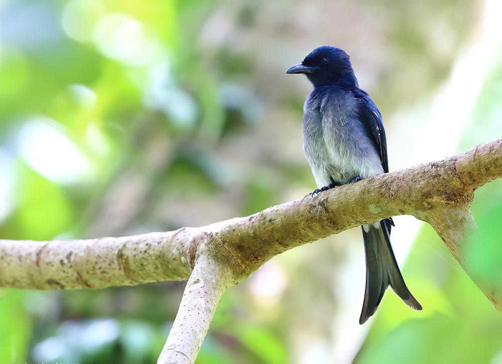 白腹卷尾 / White-bellied Drongo / Dicrurus caerulescens