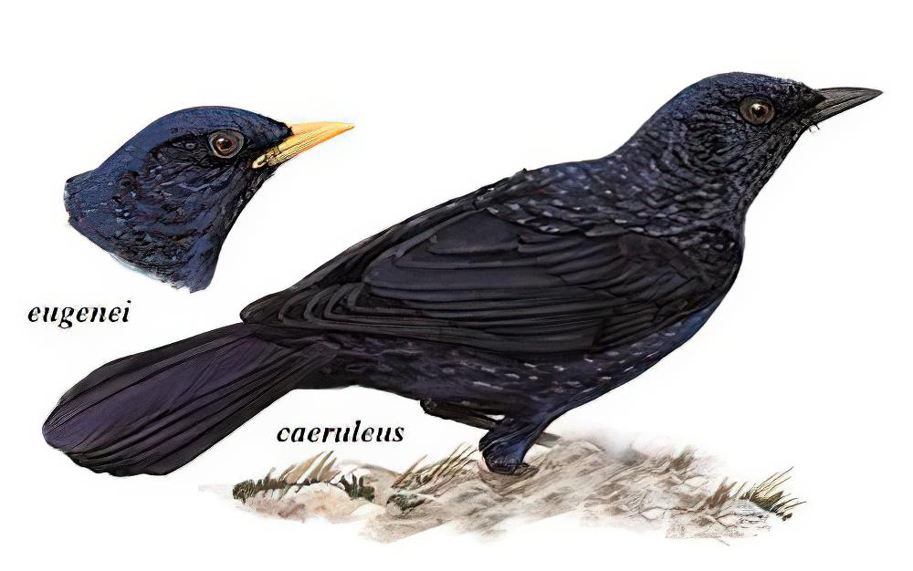 紫啸鸫 / Blue Whistling Thrush / Myophonus caeruleus