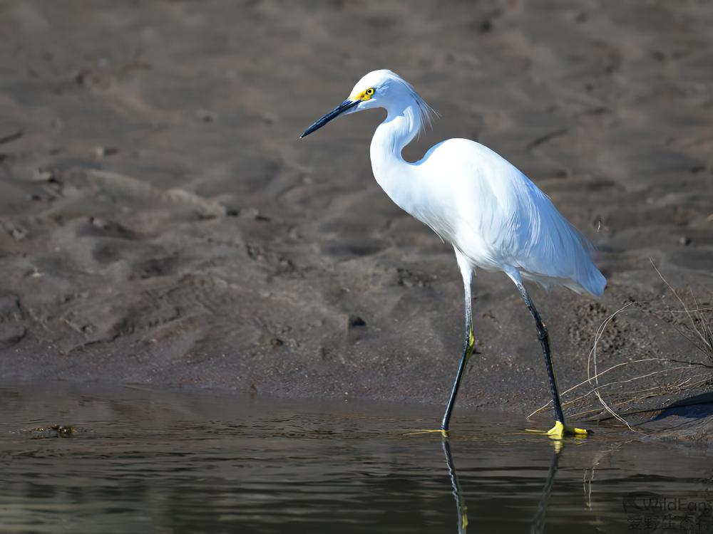 雪鹭 / Snowy Egret / Egretta thula