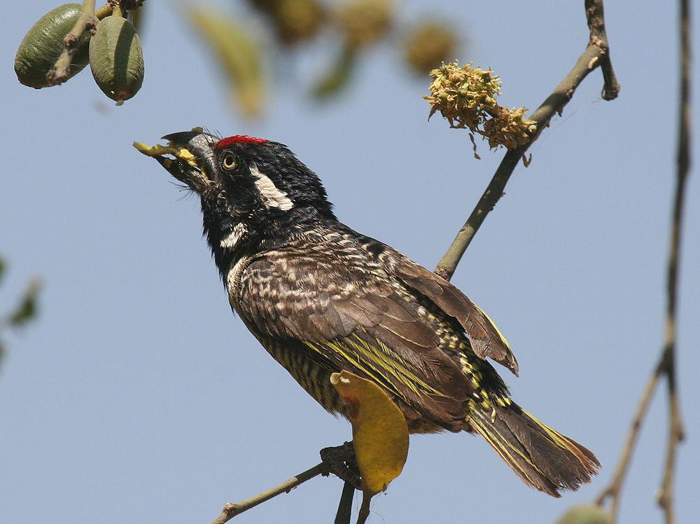 横斑拟䴕 / Banded Barbet / Lybius undatus