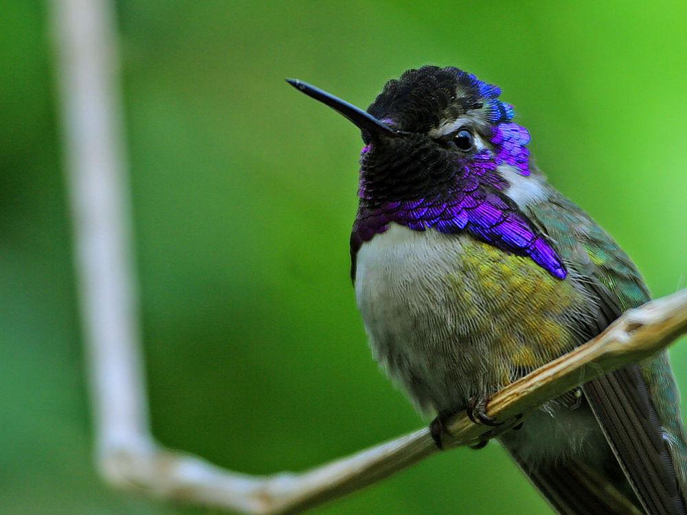 科氏蜂鸟 / Costa\'s Hummingbird / Calypte costae