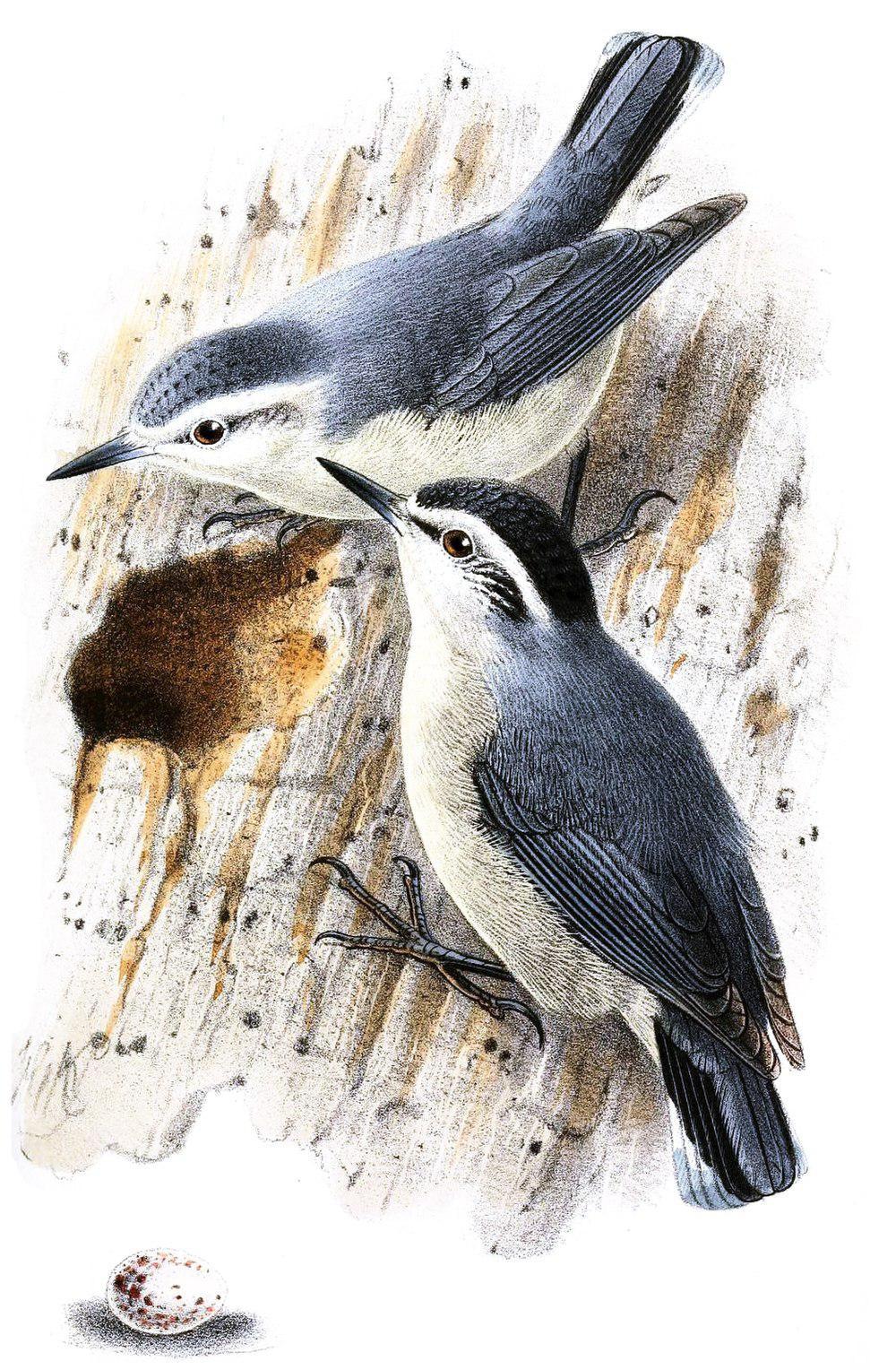 白头䴓 / Corsican Nuthatch / Sitta whiteheadi