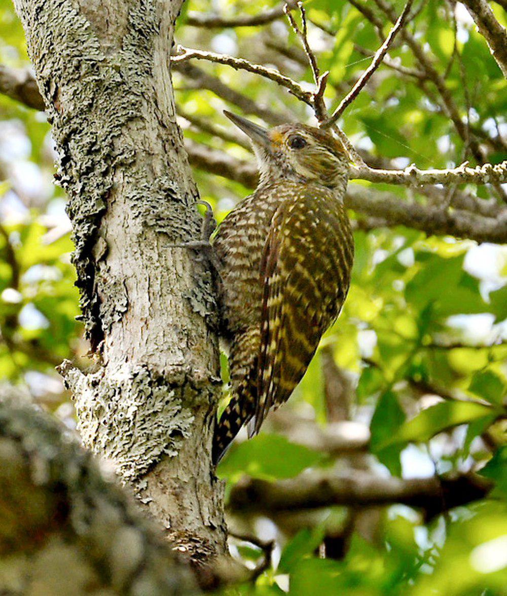 白斑啄木鸟 / White-spotted Woodpecker / Veniliornis spilogaster