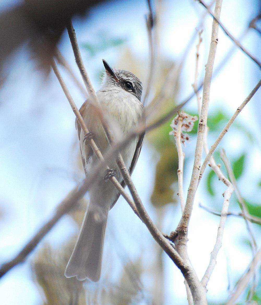 火红霸鹟 / Flammulated Flycatcher / Deltarhynchus flammulatus