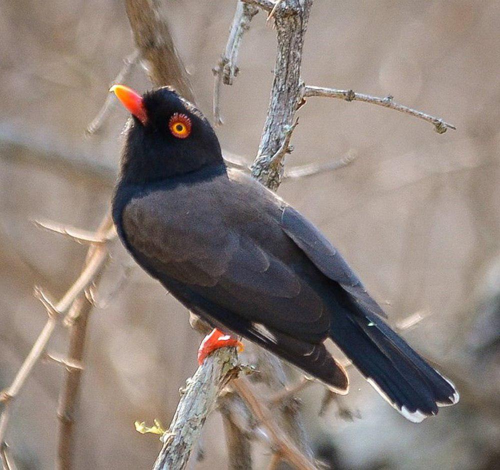 雷氏盔鵙 / Retz\'s Helmetshrike / Prionops retzii