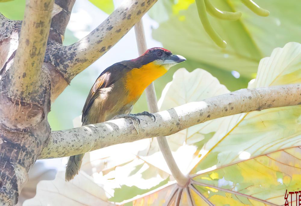 红顶须䴕 / Scarlet-crowned Barbet / Capito aurovirens