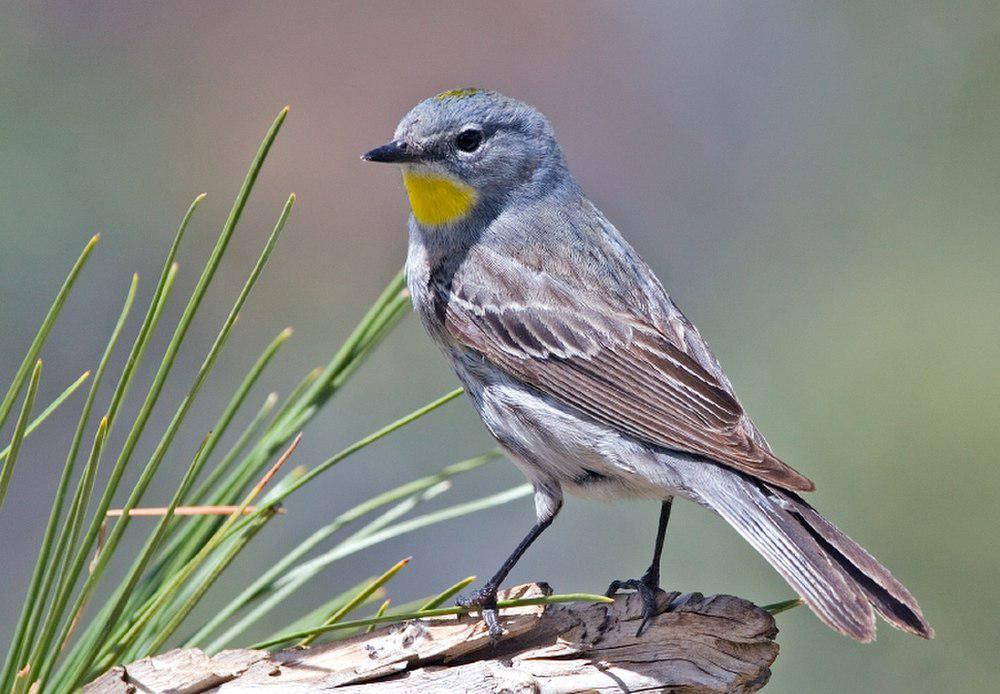 奥杜邦林莺 / Audubon\'s Warbler / Setophaga auduboni