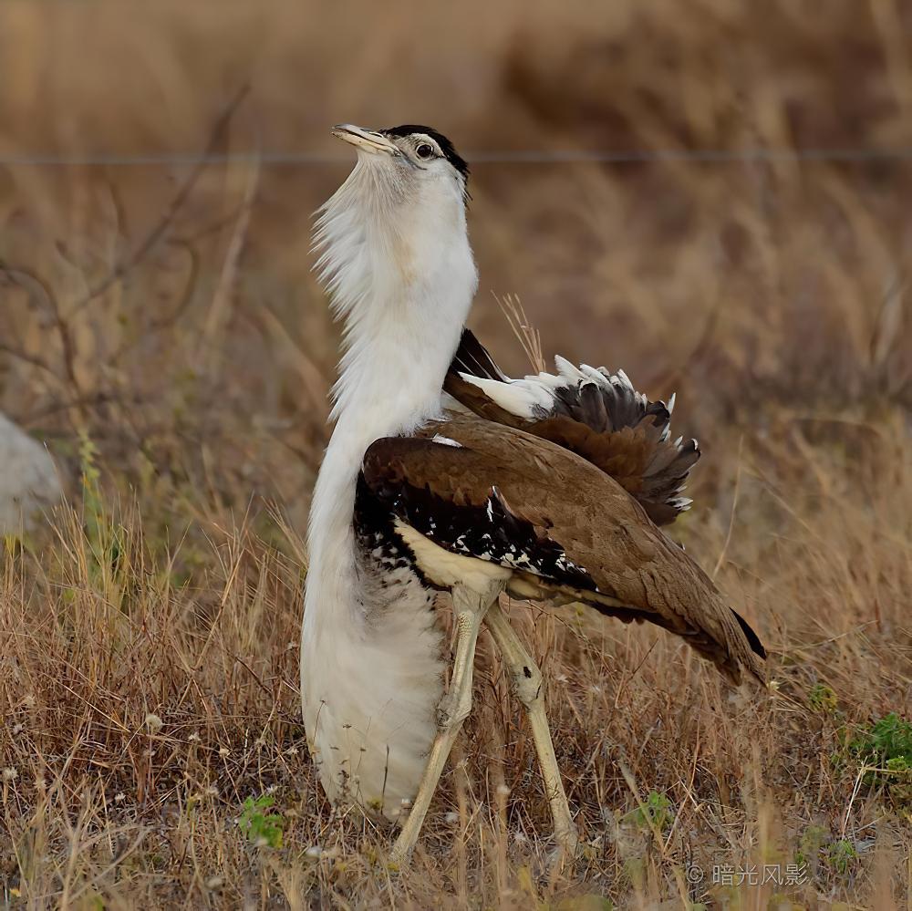 澳洲鸨 / Australian Bustard / Ardeotis australis