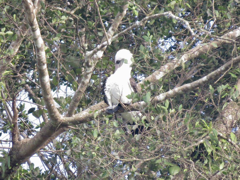 粉嘴鲣鸟 / Abbott\'s Booby / Papasula abbotti