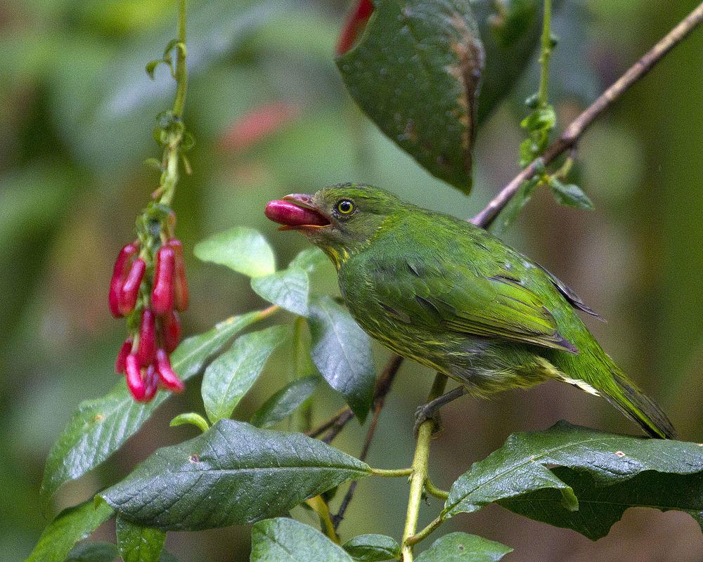 花脸食果伞鸟 / Masked Fruiteater / Pipreola pulchra