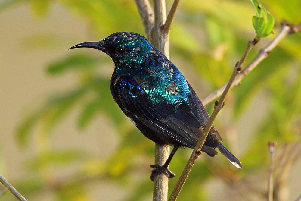 奔岛花蜜鸟 / Pemba Sunbird / Cinnyris pembae