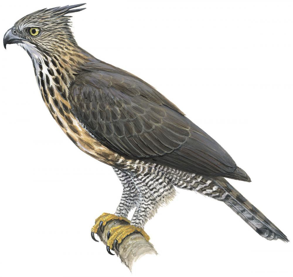 平氏鹰雕 / Pinsker's Hawk-Eagle / Nisaetus pinskeri