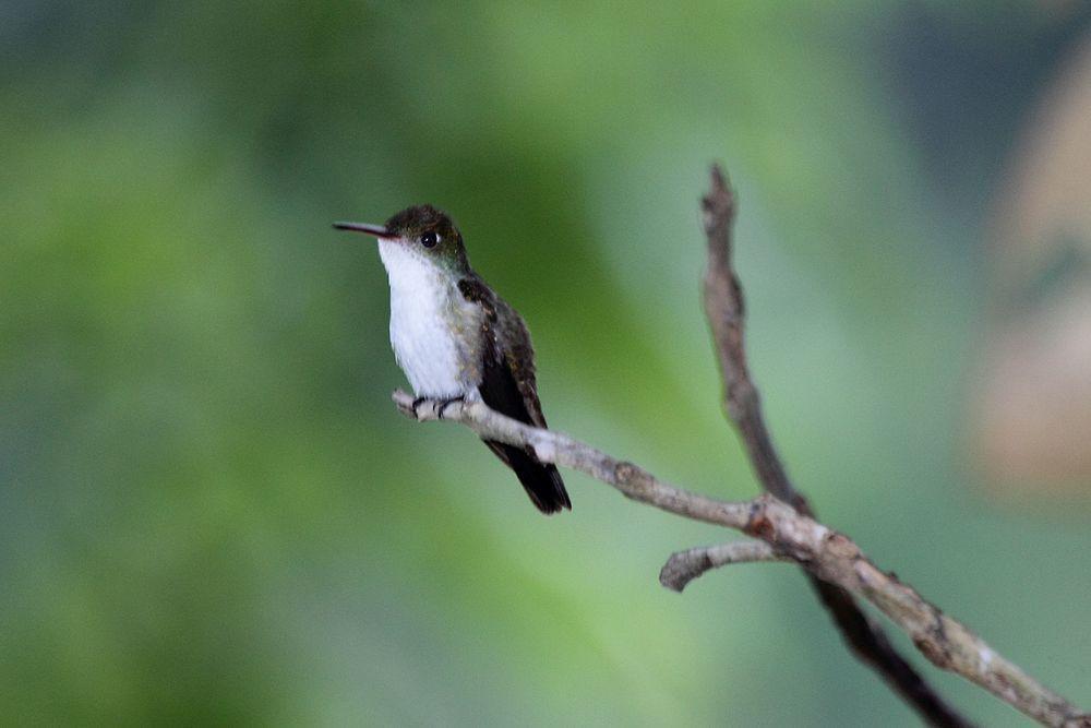 白腹绿蜂鸟 / White-bellied Emerald / Chlorestes candida