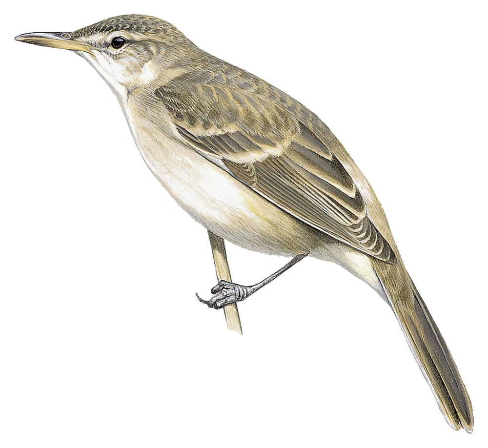 环礁苇莺 / Tuamotu Reed Warbler / Acrocephalus atyphus