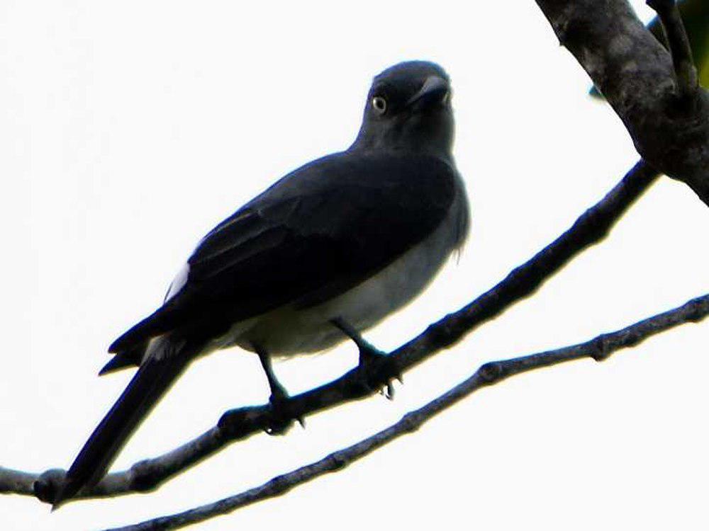 白腰鹃鵙 / White-rumped Cuckooshrike / Coracina leucopygia