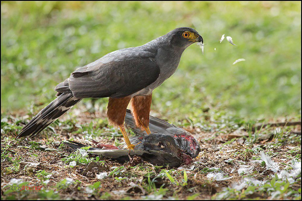 双色鹰 / Bicolored Hawk / Accipiter bicolor