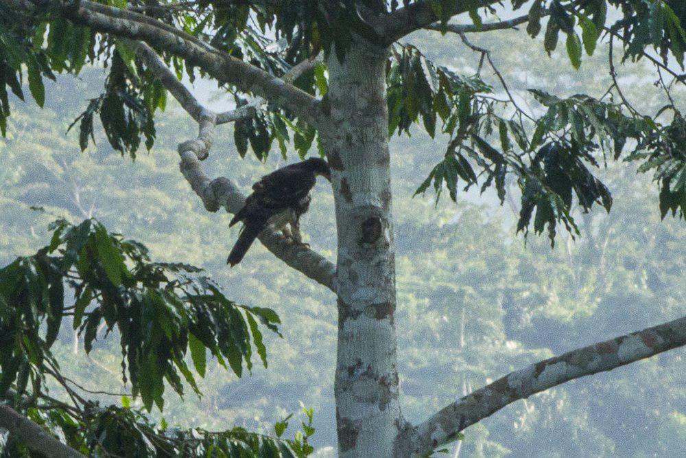 非洲鹰雕 / Cassin\'s Hawk-Eagle / Aquila africana