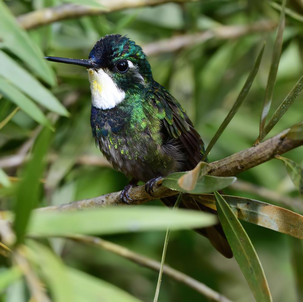 灰尾宝石蜂鸟 / Grey-tailed Mountaingem / Lampornis cinereicauda