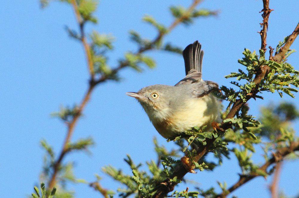 褐喉孤莺 / Burnt-necked Eremomela / Eremomela usticollis