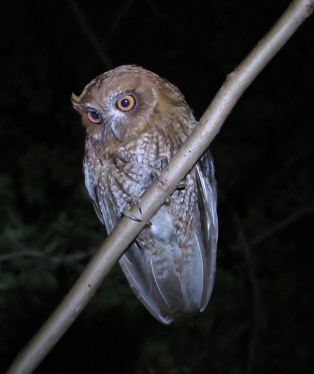 珠眉角鸮 / Puerto Rican Owl / Gymnasio nudipes