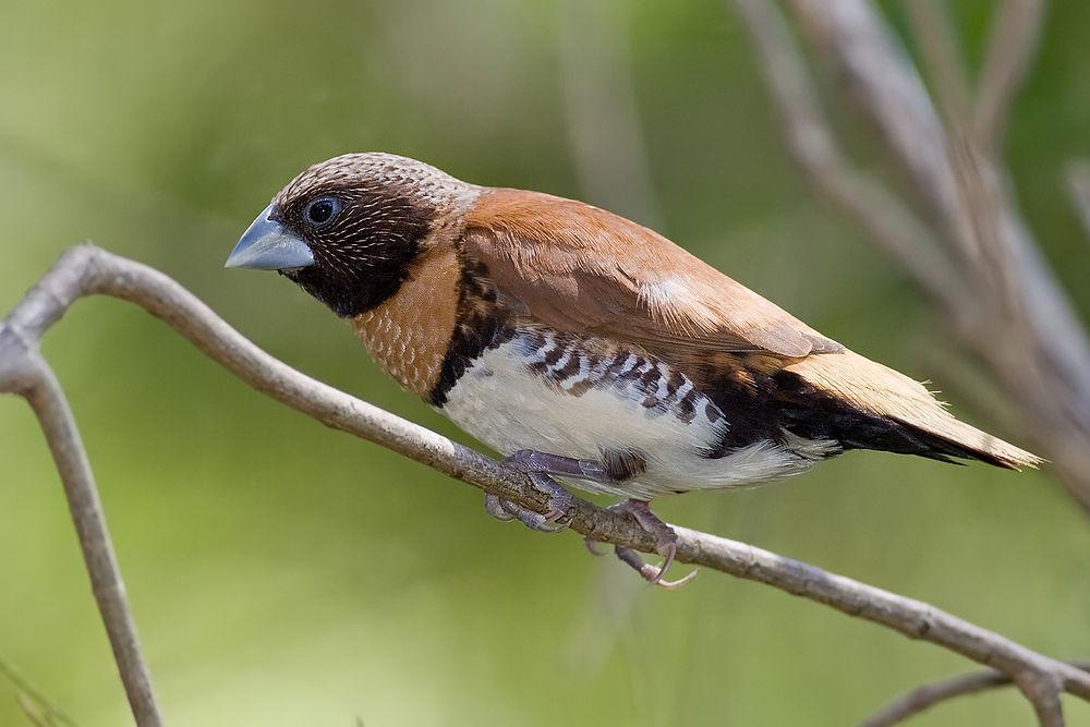 栗胸文鸟 / Chestnut-breasted Mannikin / Lonchura castaneothorax