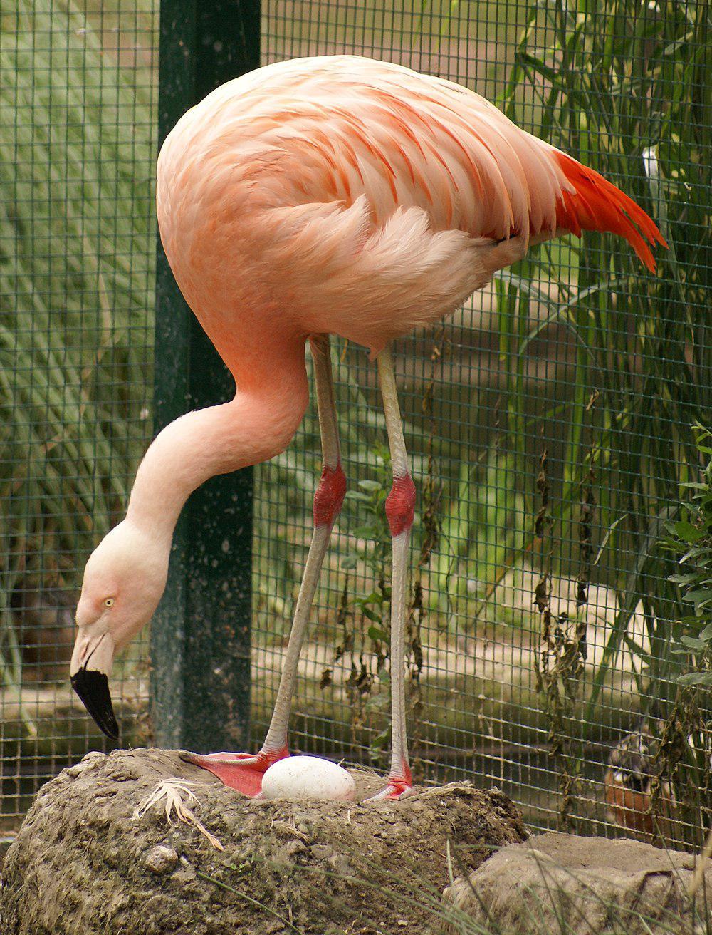 智利红鹳 / Chilean Flamingo / Phoenicopterus chilensis