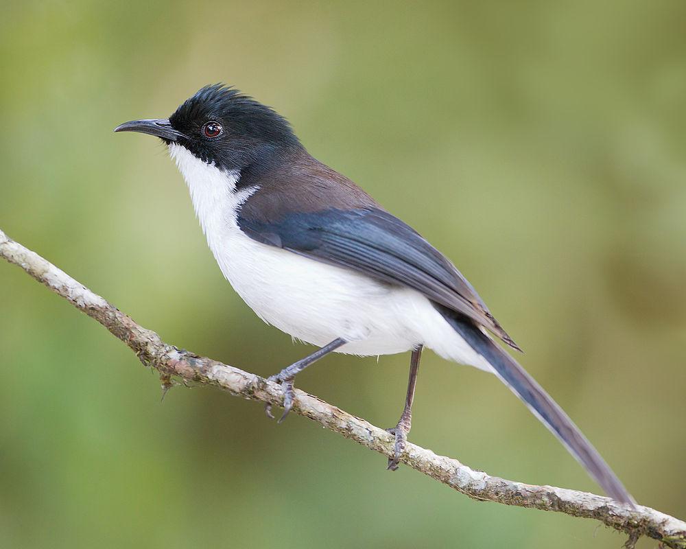 黑背奇鹛 / Dark-backed Sibia / Heterophasia melanoleuca