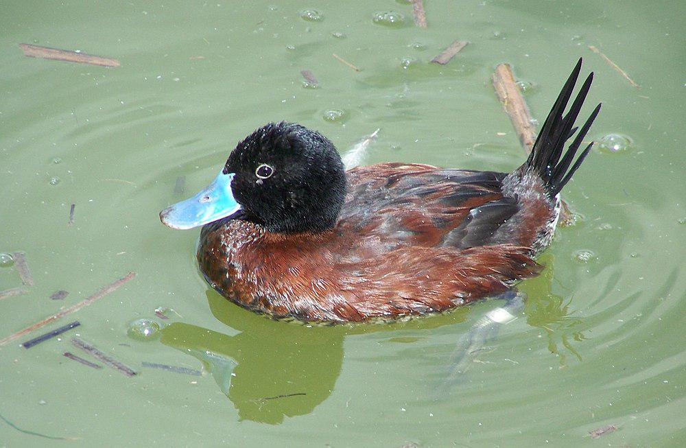 安第斯硬尾鸭 / Andean Duck / Oxyura ferruginea