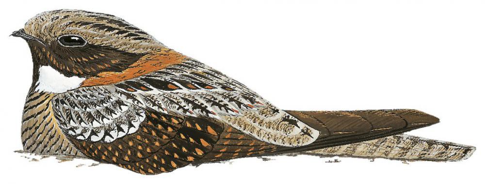 所罗门毛腿夜鹰 / Solomons Nightjar / Eurostopodus nigripennis