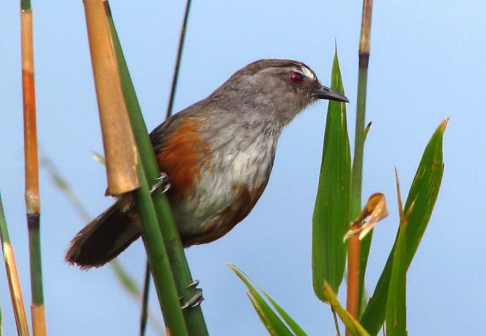 阿沙部噪鹛 / Ashambu Laughingthrush / Montecincla meridionalis