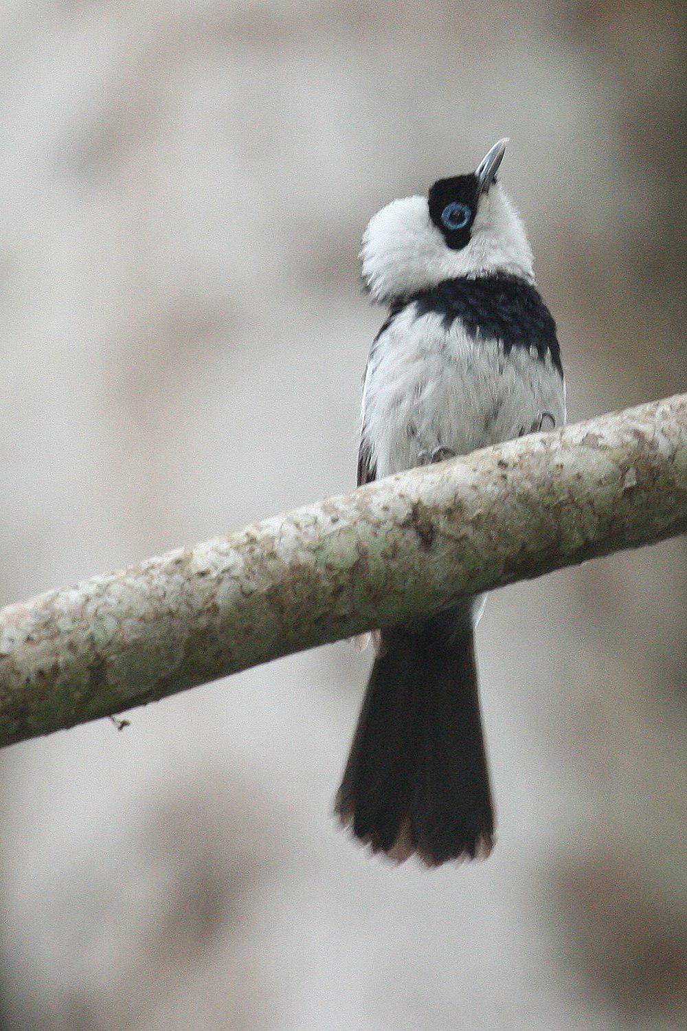 斑皱鹟 / Pied Monarch / Arses kaupi