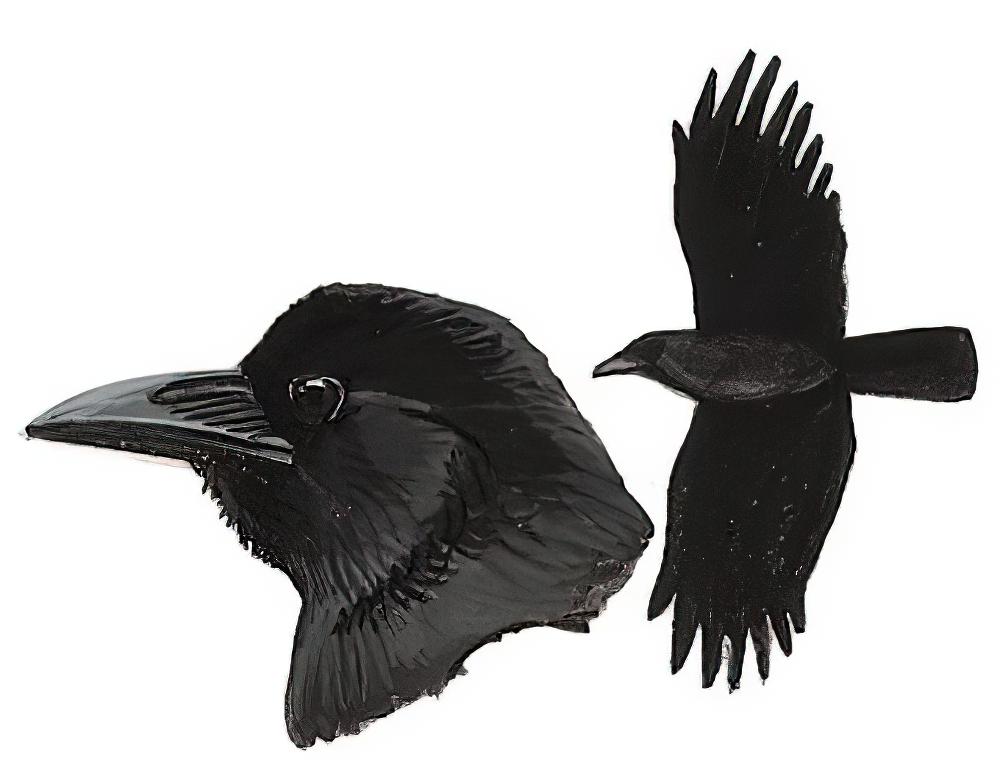 丛林鸦 / Eastern Jungle Crow / Corvus levaillantii