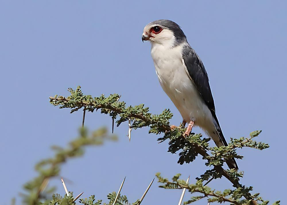 非洲侏隼 / Pygmy Falcon / Polihierax semitorquatus