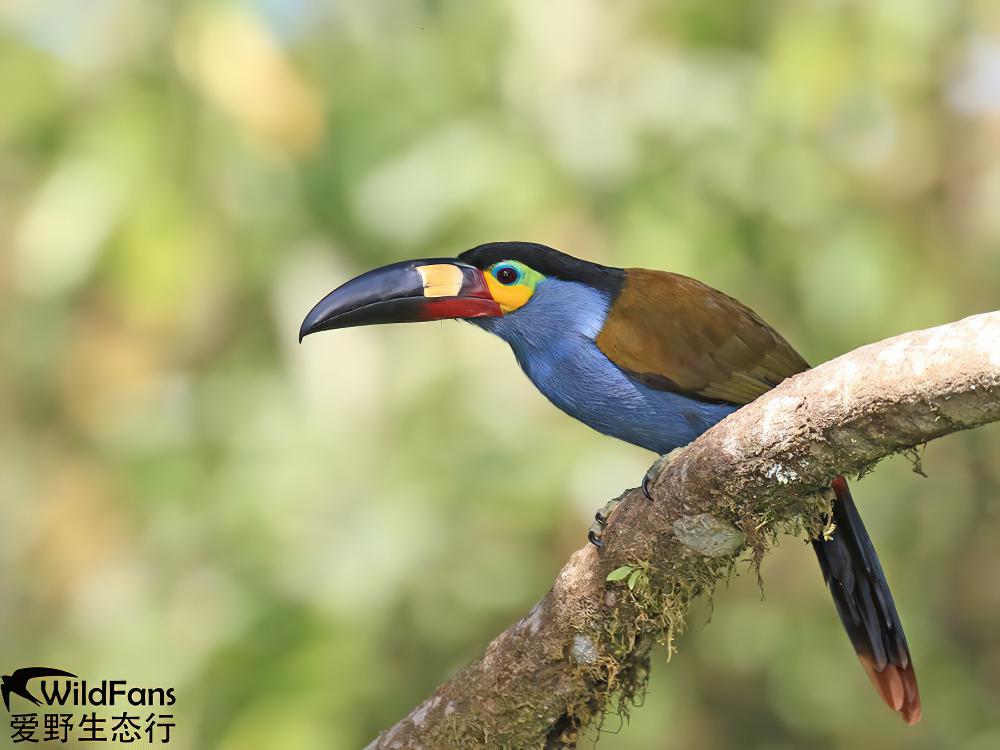 扁嘴山巨嘴鸟 / Plate-billed Mountain Toucan / Andigena laminirostris