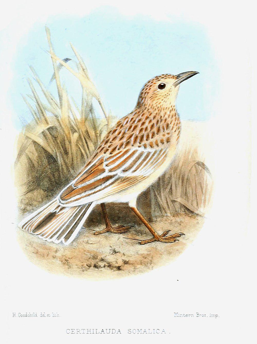 索马里歌百灵 / Somali Lark / Mirafra somalica