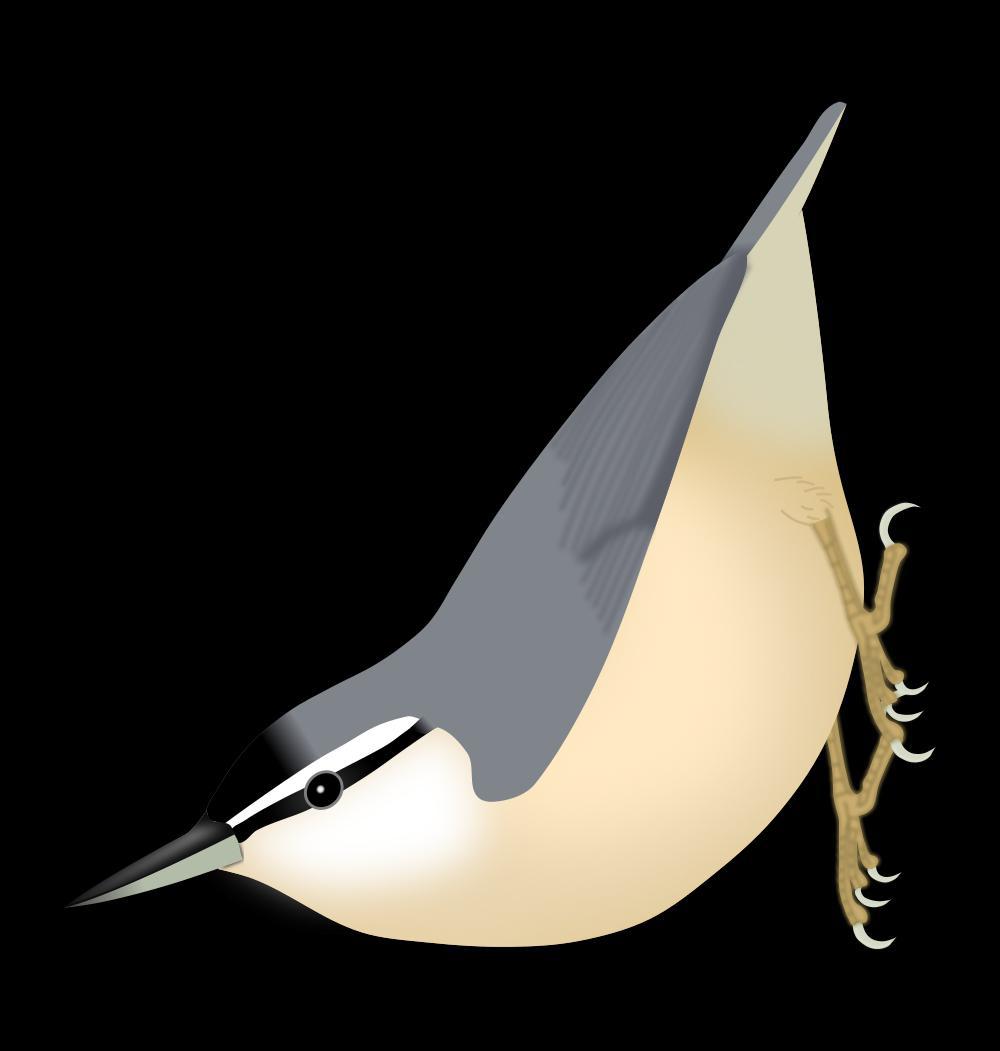 阿尔及利亚䴓 / Algerian Nuthatch / Sitta ledanti