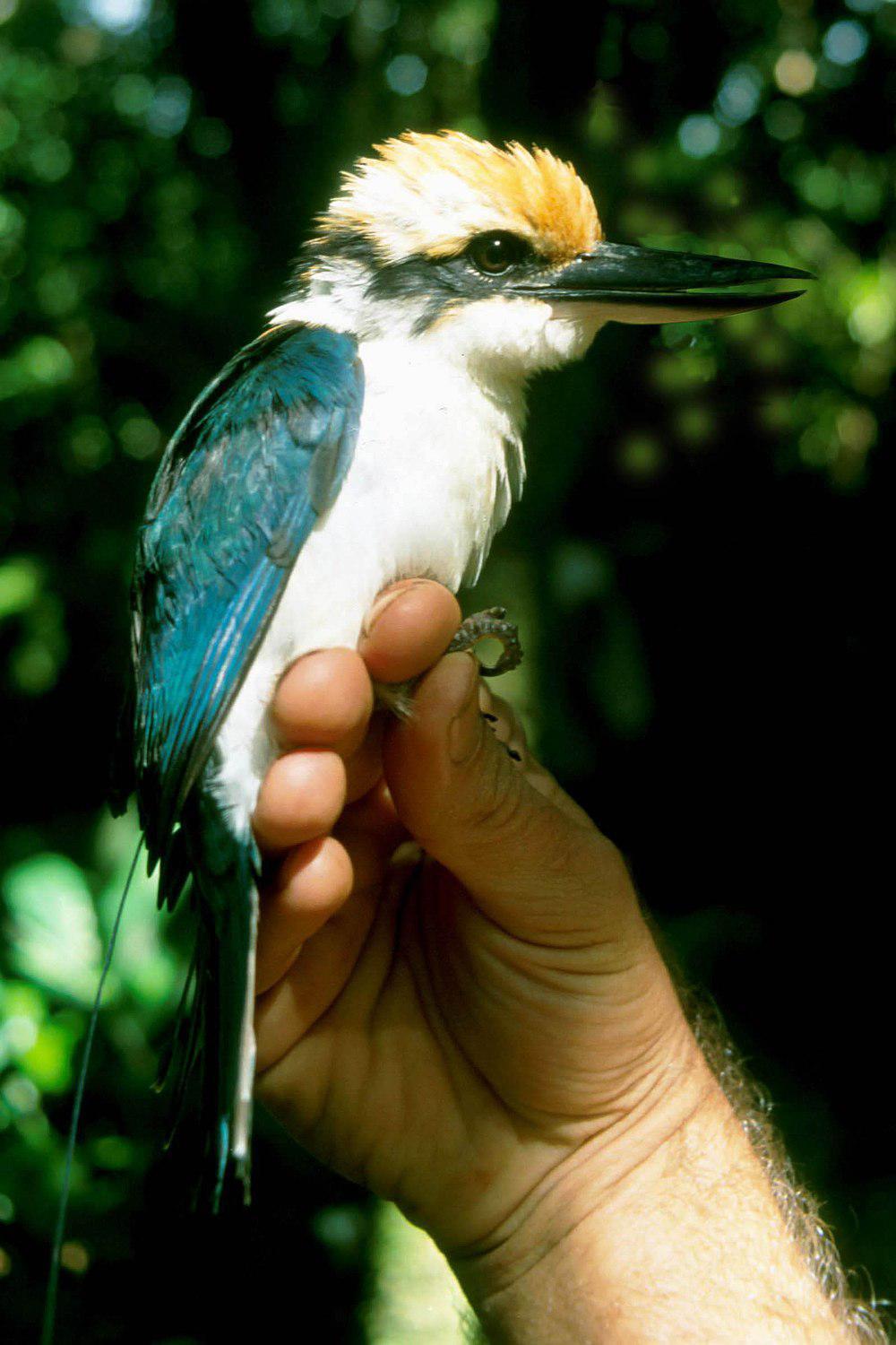 波纳佩翡翠 / Pohnpei Kingfisher / Todiramphus reichenbachii