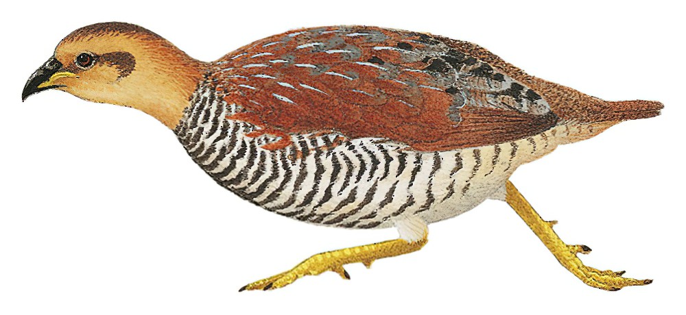 栗喉鹧鸪 / Schlegel's Francolin / Peliperdix schlegelii