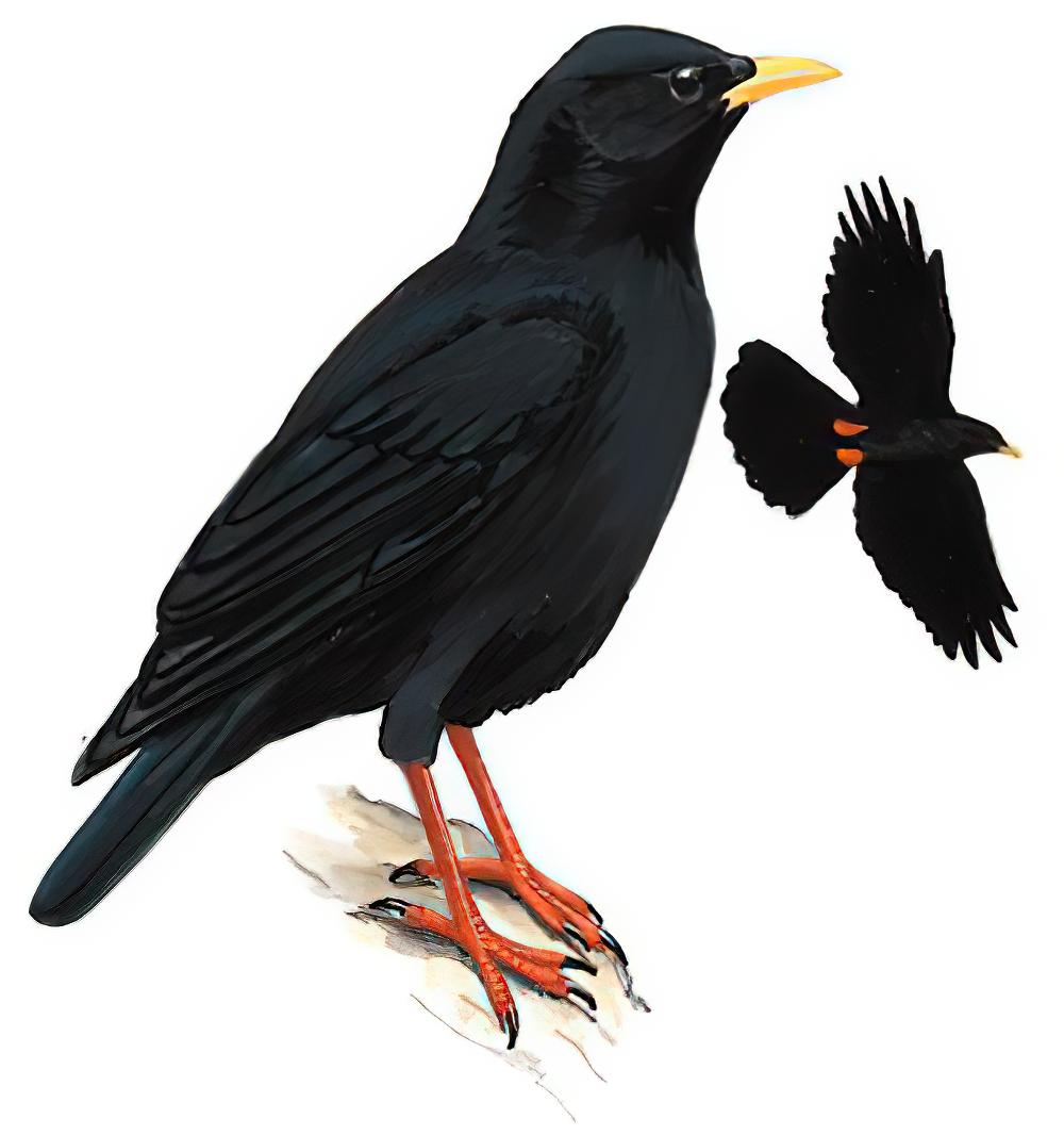 黄嘴山鸦 / Alpine Chough / Pyrrhocorax graculus