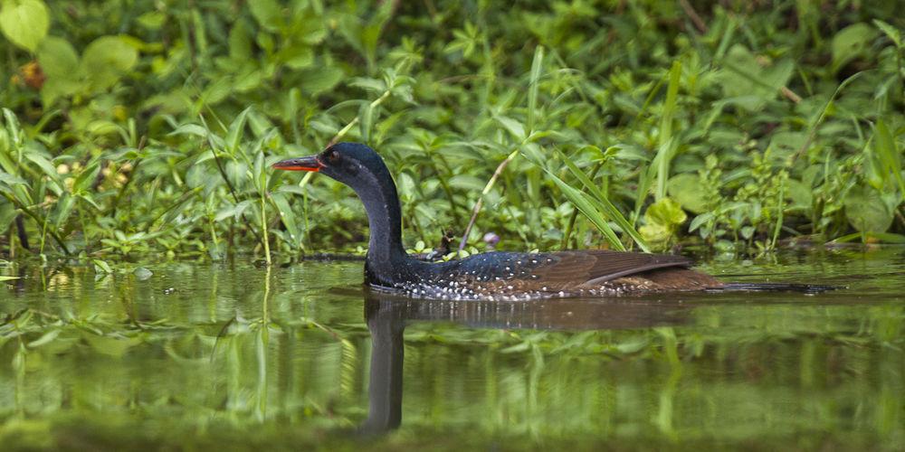 非洲鳍趾䴘 / African Finfoot / Podica senegalensis