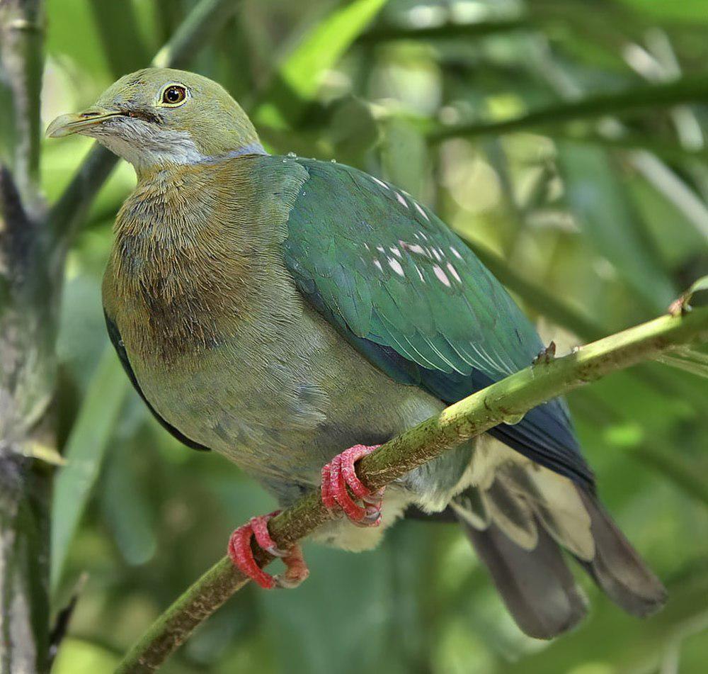 粉斑果鸠 / Pink-spotted Fruit Dove / Ptilinopus perlatus