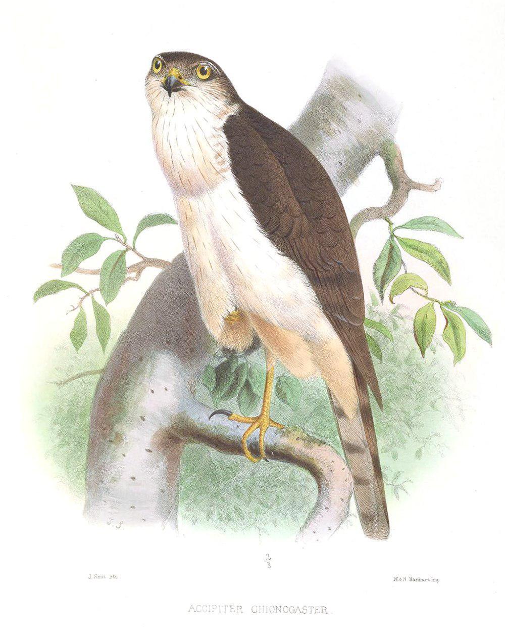 白胸鹰 / White-breasted Hawk / Accipiter chionogaster