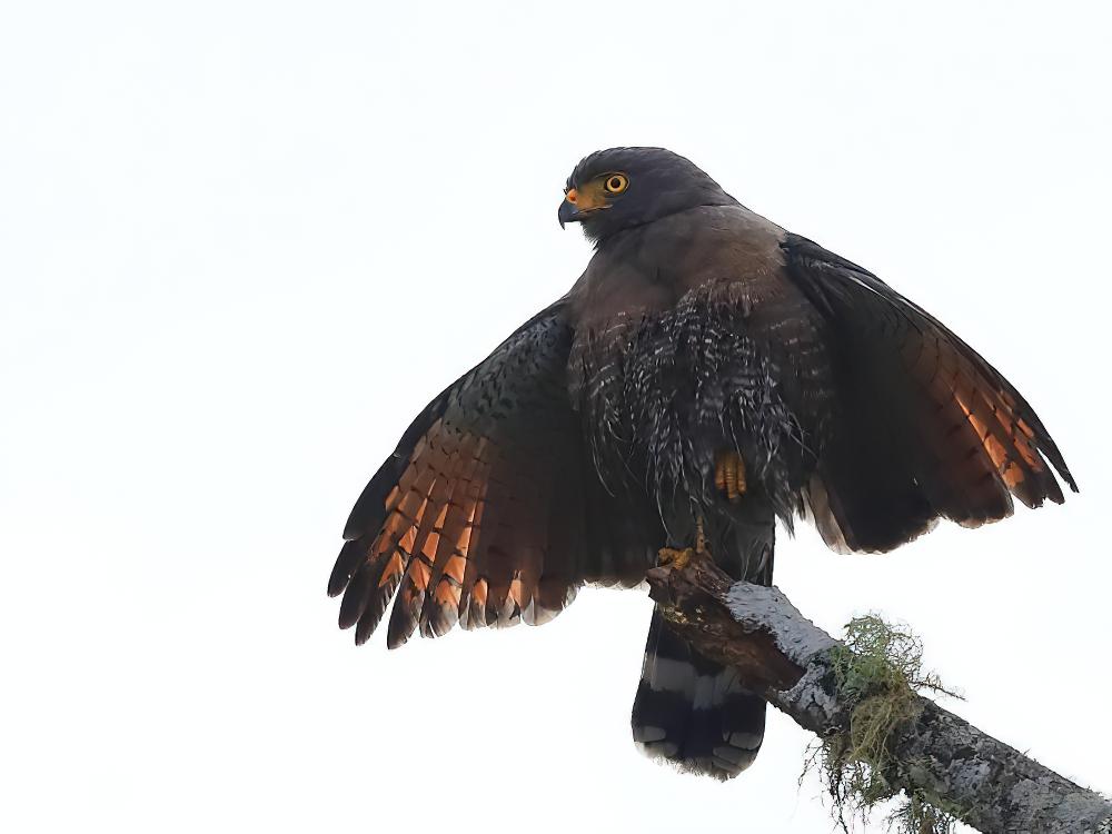 阔嘴鵟 / Roadside Hawk / Rupornis magnirostris