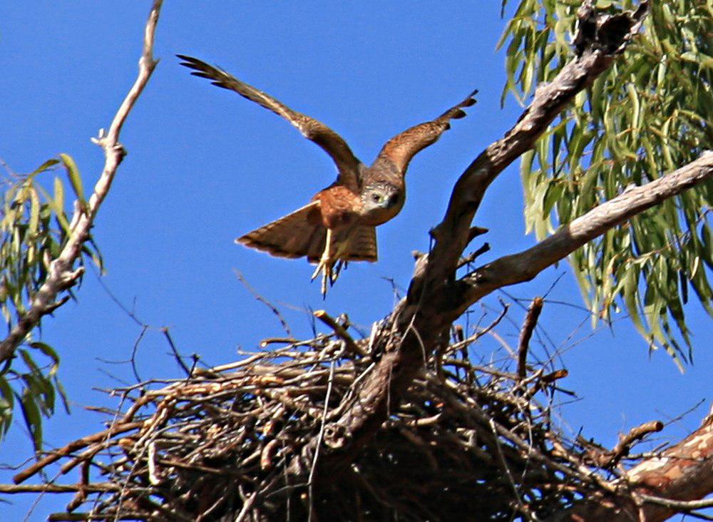 褐肩鹰 / Red Goshawk / Erythrotriorchis radiatus