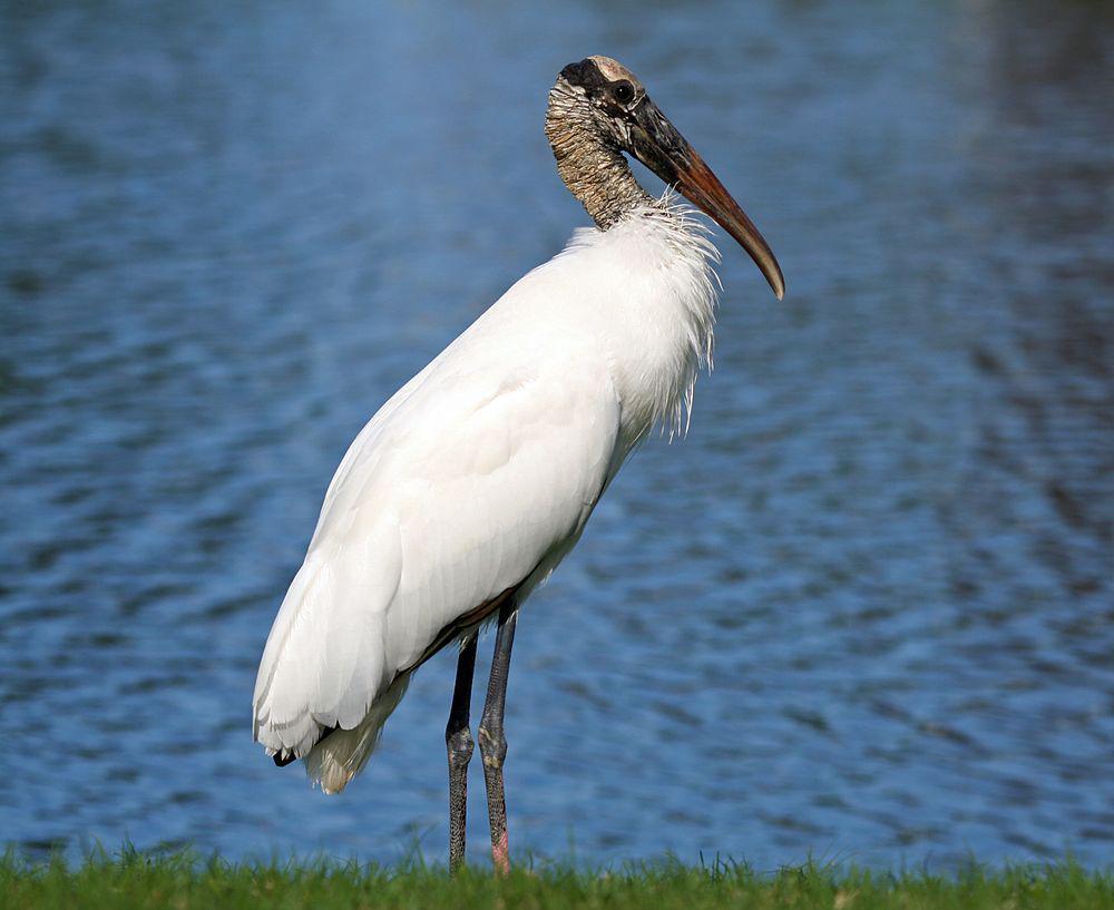 黑头鹮鹳 / Wood Stork / Mycteria americana